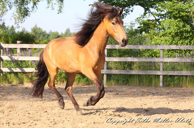 _MG_4870.JPG - Hrydja von Heidmoor - eine Alvar fra Stora-Hofi Tochter von 2011.