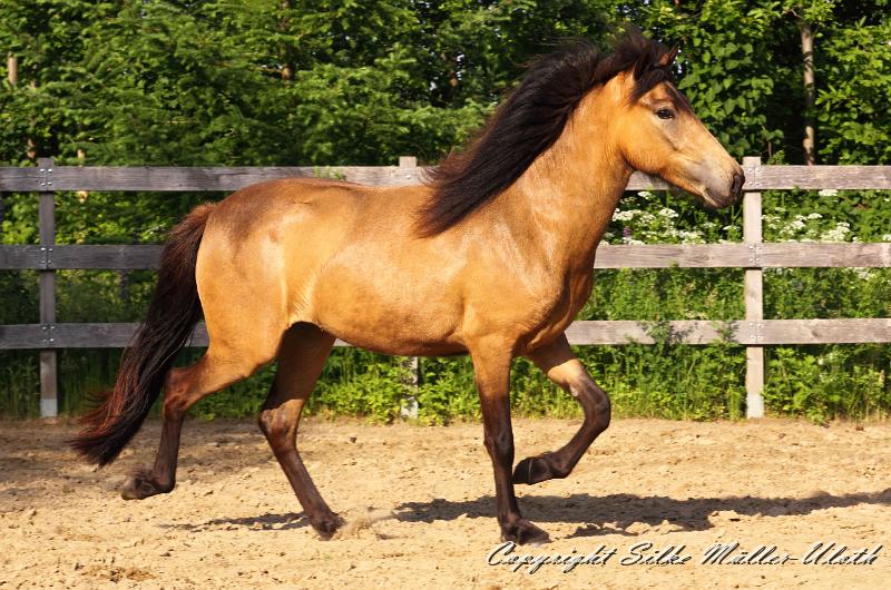 _MG_4878.JPG - Hrydja von Heidmoor - eine Alvar fra Stora-Hofi Tochter von 2011.