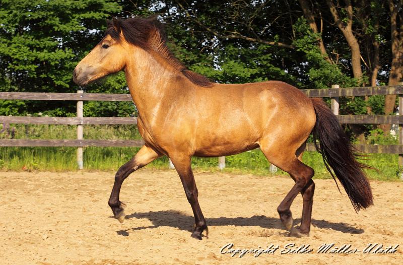 _MG_4886.JPG - Hrydja von Heidmoor - eine Alvar fra Stora-Hofi Tochter von 2011.