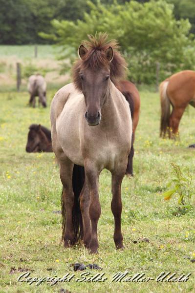 _MG_5662.JPG - Ima von Heidmoor