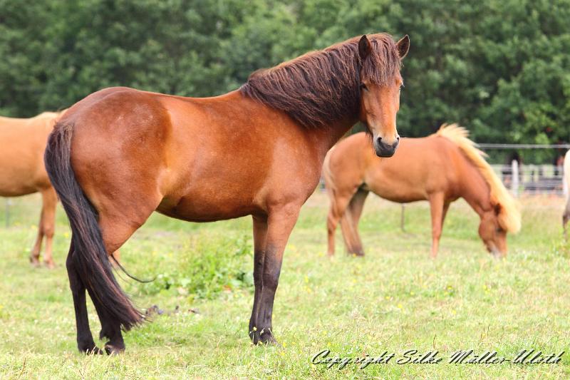 _MG_5796.JPG - Hetja von Heidmoor Jahrgang 2010