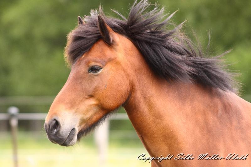 _MG_5882.JPG - Ran fra Akranesi