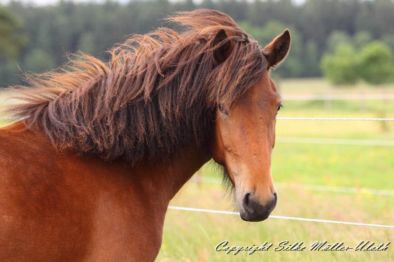 _MG_5892.JPG - Hetja von Heidmoor Jahrgang 2010