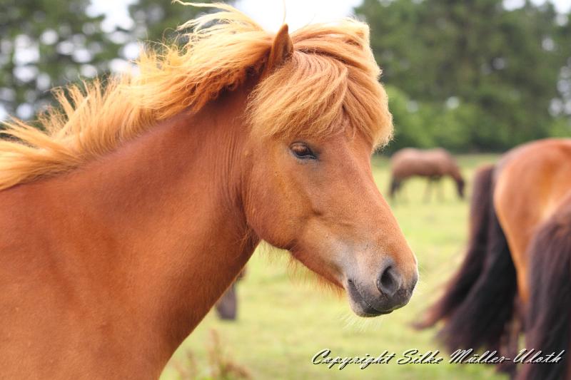 _MG_5901.JPG - Lenja von Heidmoor - eine Alvar fra Stora-Hofi Tochter Jahrgang 2010