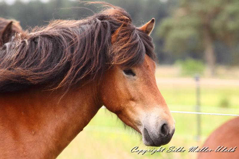 _MG_5904.JPG - Gina von Heidmoor