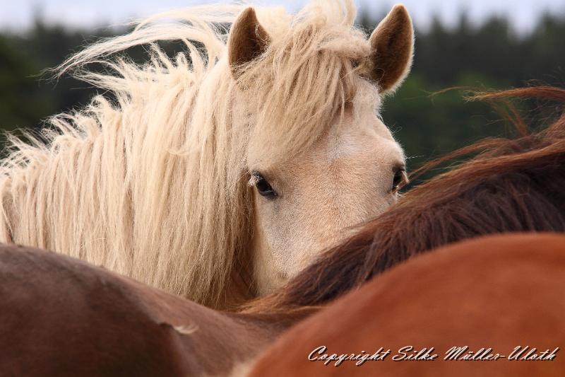 _MG_5909.JPG - Hjoerdis von Heidmoor