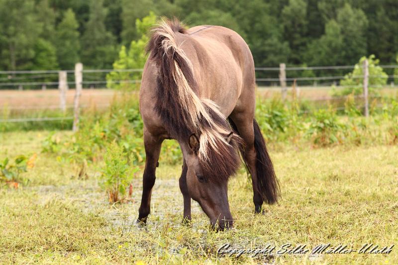 _MG_5917.JPG - Hrafnkatla von Heidmoor