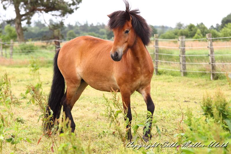 _MG_5927.JPG - Korona von Heidmoor