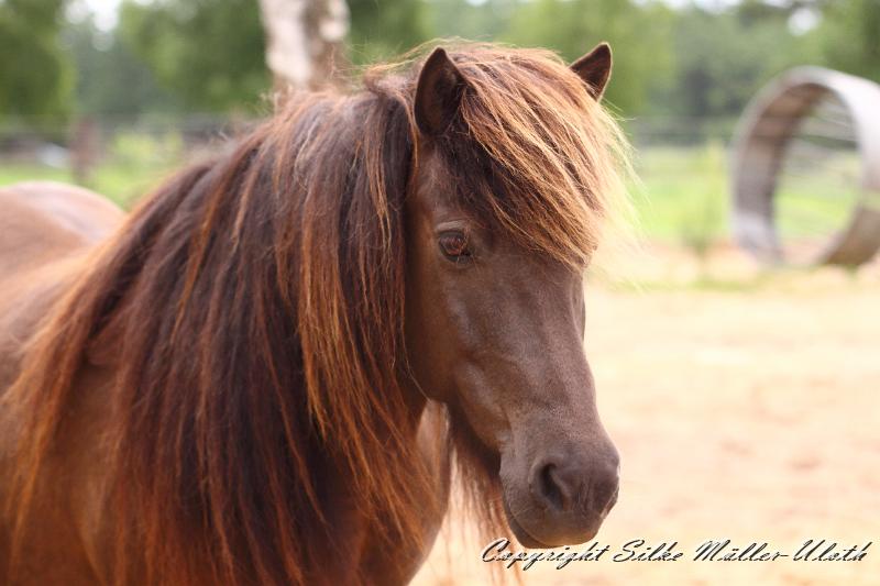 _MG_6064.JPG - Verja fra Strandarhoefdi