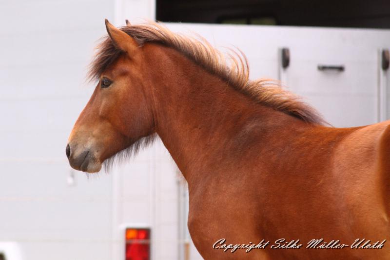 _MG_6098.JPG - Hetja von Heidmoor Jahrgang 2010