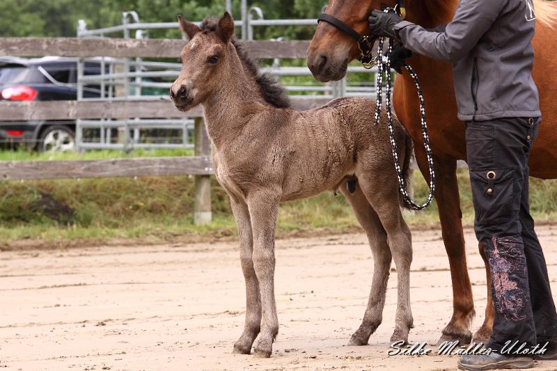_MG_6354.JPG - Neo von Heidmoor - Vater: Fokus fra Galten