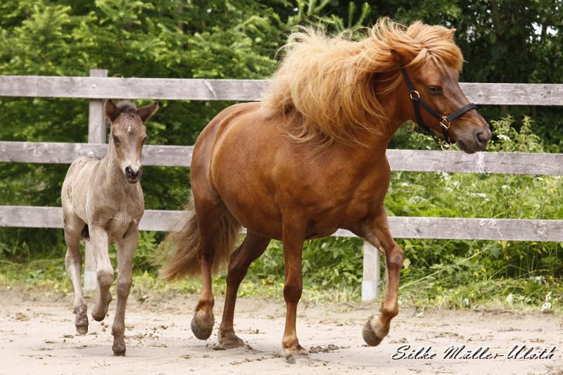_MG_6380.JPG - Neo von Heidmoor und Fjalla von Heidmoor