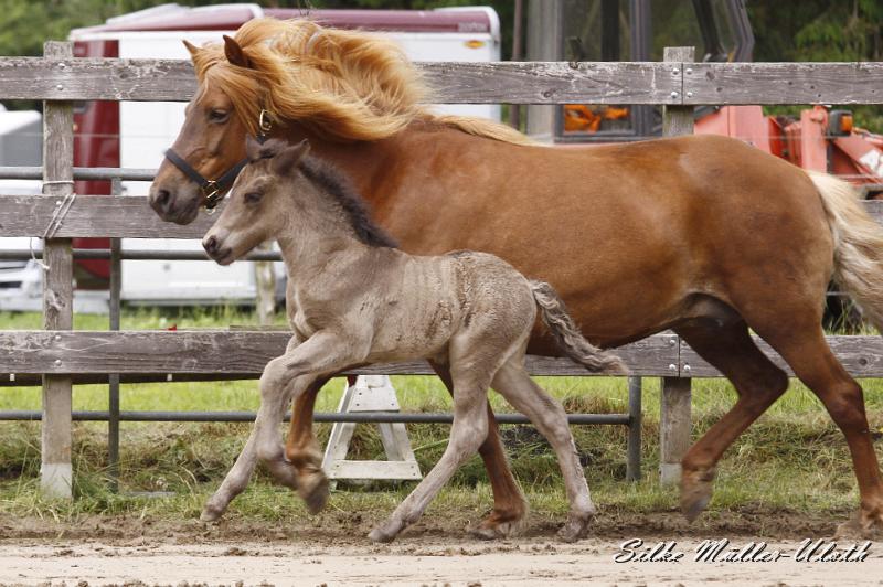 _MG_6401.JPG - Neo von Heidmoor und Fjalla von Heidmoor