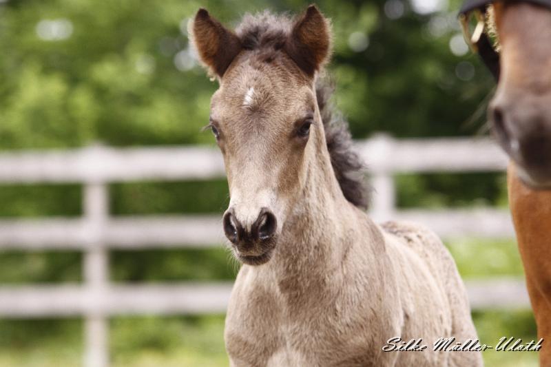 _MG_6416.JPG - Neo von Heidmoor