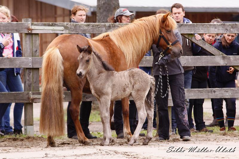 _MG_6421a.jpg - Neo von Heidmoor und Fjalla von Heidmoor