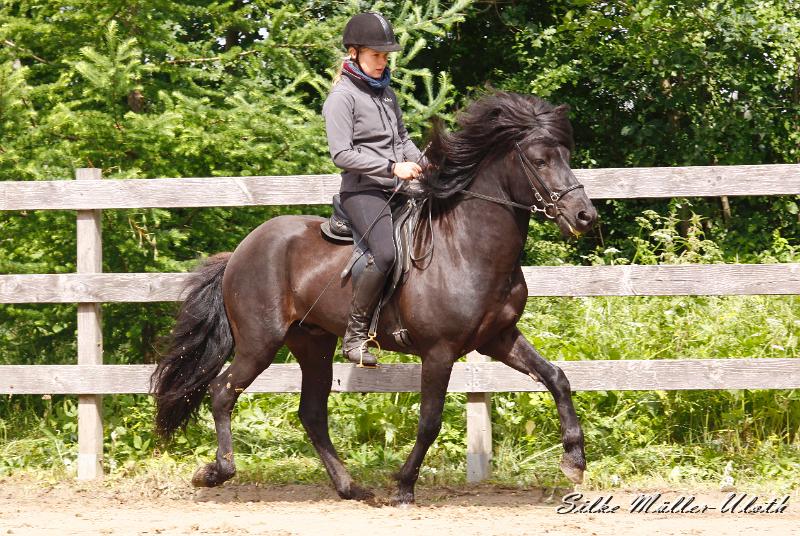 _MG_6543.jpg - Noah von Heidmoor - Vater: Ylur von Heidmoor
