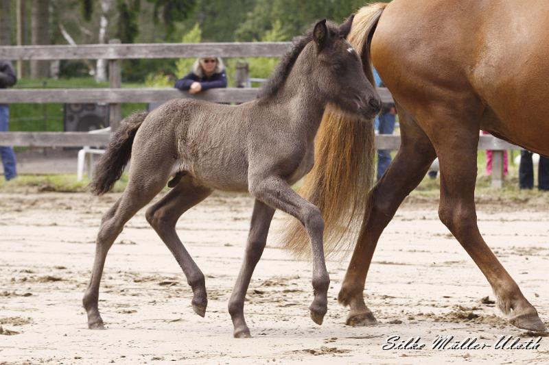 _MG_6671.JPG - Rafael von Heidmoor - Vater: Teitur von Heidmoor