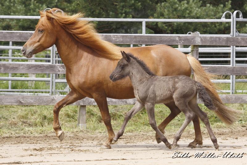 _MG_6696.JPG - Rafael von Heidmoor und Runa von Heidmoor