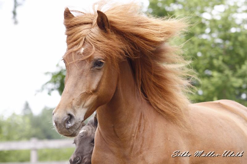 _MG_6771.JPG - Runa von Heidmoor