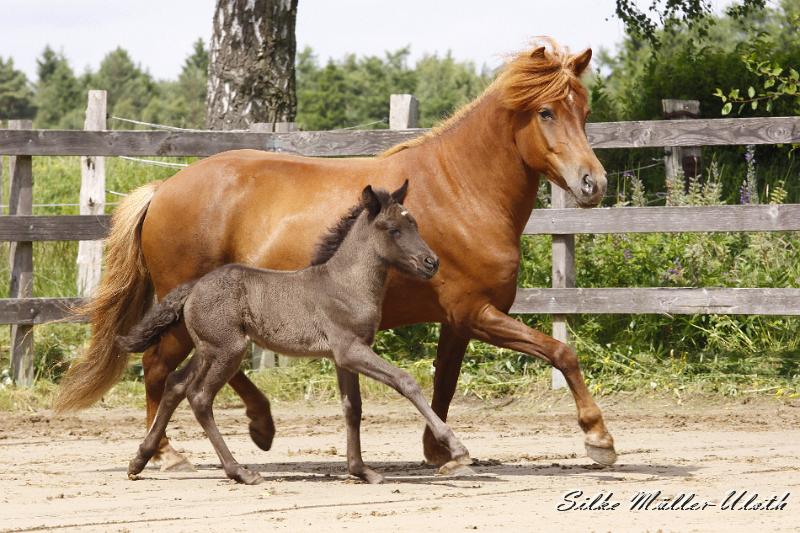 _MG_6784.JPG - Rafael von Heidmoor und Runa von Heidmoor