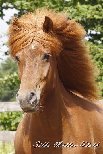 _MG_6805.JPG - Runa von Heidmoor