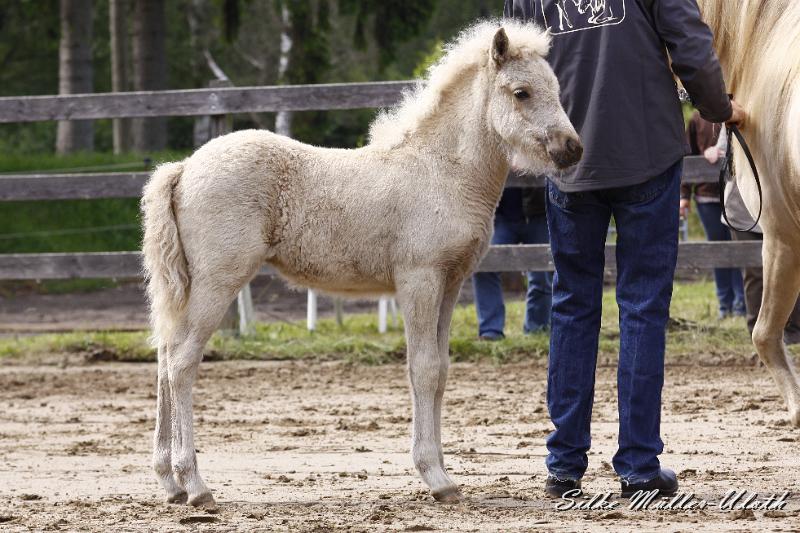_MG_7260.JPG - Erla von Heidmoor - Vater: Alvar fra Stora-Hofi
