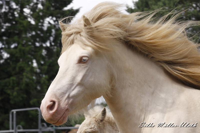 _MG_7290.JPG - Enya von Heidmoor