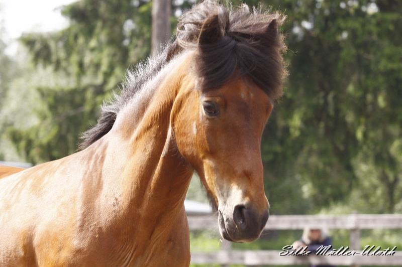 _MG_7617.JPG - Ran fra Akranesi