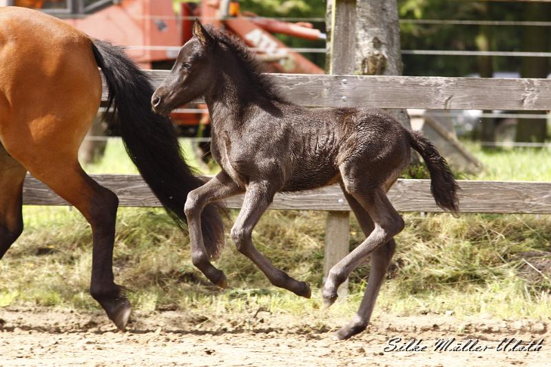 _MG_7626.JPG - Dahlia von Heidmoor