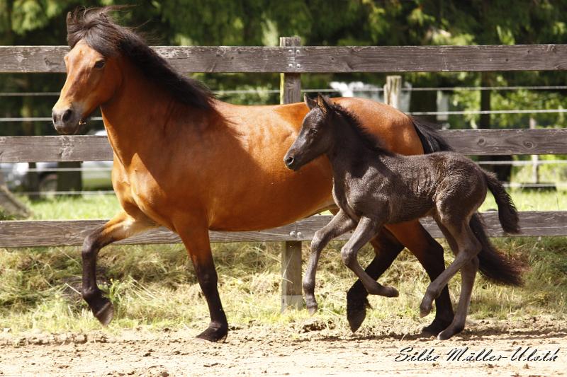 _MG_7640.JPG - Dahlia von Heidmoor