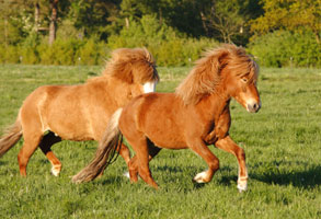Jungpferde