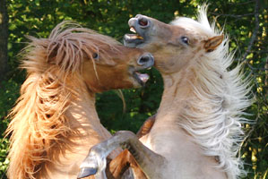 Jungpferde und Fohlen