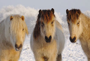 Impressionen Winter 2011