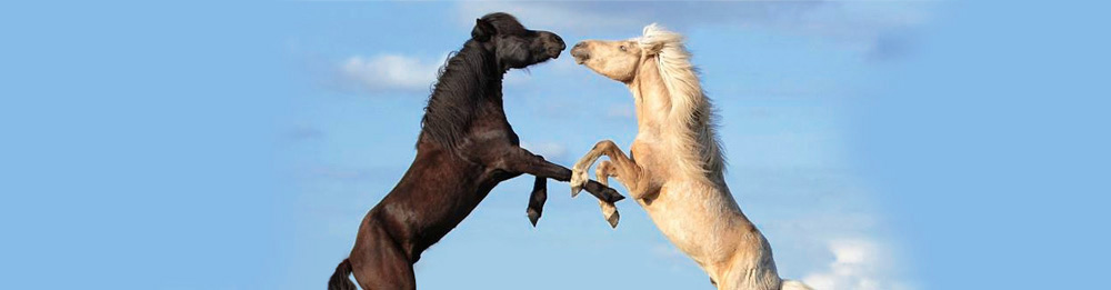 Junghengstspiel Heidmoor 2013