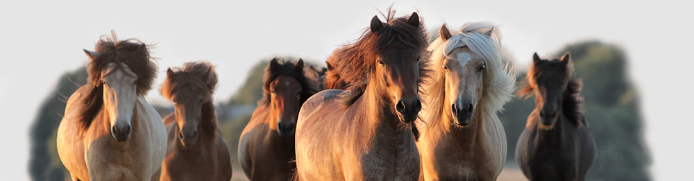 Junghengste Heidmoor 2013
