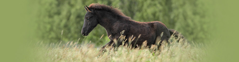 Dahlia von Heidmoor 2013