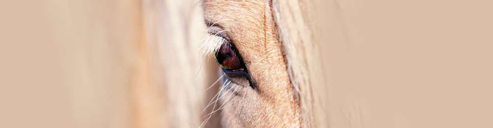 Rubens von Heidmoor 2013