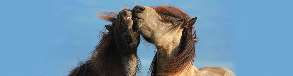 Knutschende Hengste Heidmoor 2013