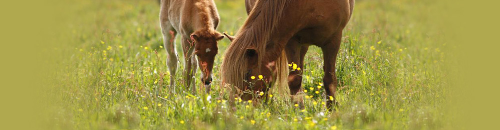 Rikadur von Heidmoor 2009